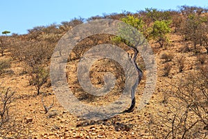 African savannah during a hot day. Oanob, Namibia