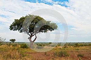 African savannah landscape