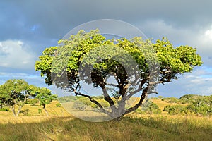 African savannah landscape