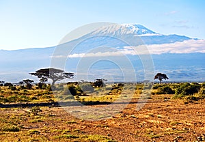 African savannah landscape