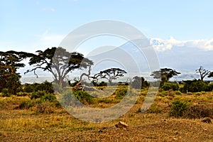 African savannah landscape