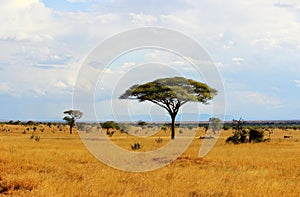 African savannah photo