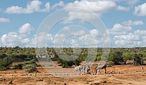 African savannah landscape with plain zebras at waterhole