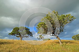 African savannah landscape - South Africa