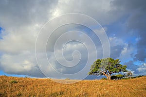 African savannah landscape - South Africa