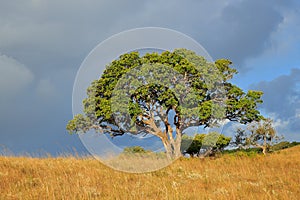 African savannah landscape - South Africa