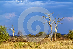 African savannah landscape after the storm, Kruger park, South Africa