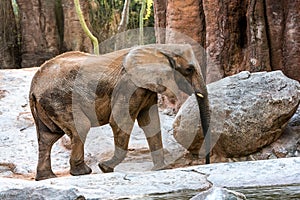 African savannah male elephants, Loxodonta africana, strolling calmly