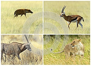 African savannah mammals