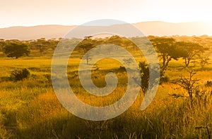 African savannah in misty morning light