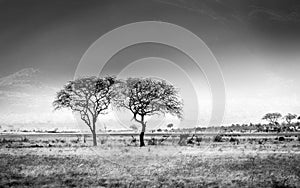 African savannah plains scenery