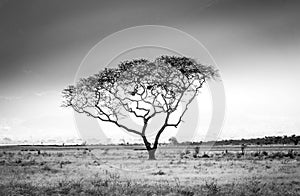 African savannah plains scenery