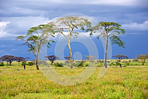 African savannah