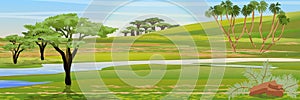 African savannah. Realistic vector landscape. The nature of Africa. Acacia, doom palm trees and baobabs