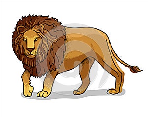 African savannah standing male lion isolated in cartoon style. Educational zoology illustration, coloring book picture