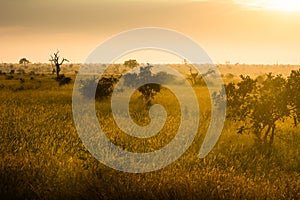 African savannah at sunrise