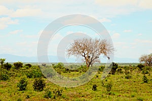 african savannah at sunrise acazia tree and small bushes.