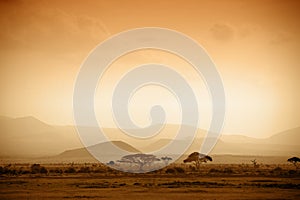 African savannah at sunrise photo