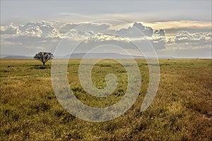 African savannah at sunset. Lonely tree.