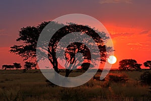 African savannah sunset with silhouetted tree