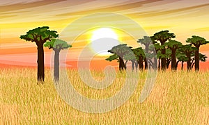 African savannah. Tall dry grass and a group of baobabs against the sunset sky