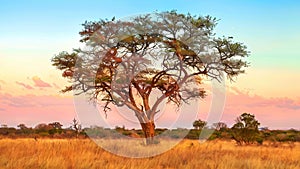 African Savannah wallpaper
