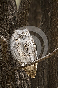 African Scops-Owl in Kruger National park, South Africa