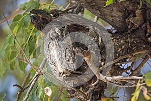 African Scops-Owl in Kruger National park, South Africa