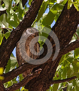 African Scops-Owl Otus senegalensis 13501