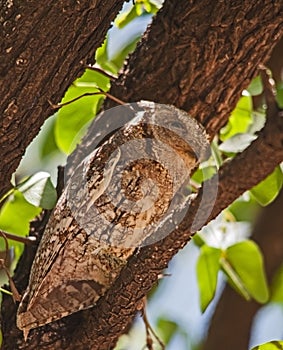 African Scops-Owl Otus senegalensis 13528