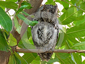 African Scops Owl (Otus senegalensis) in Kruger Park