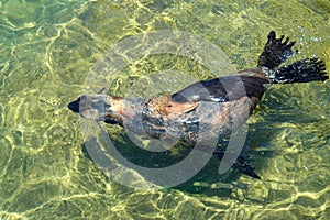 African seal