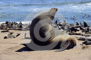 African seal