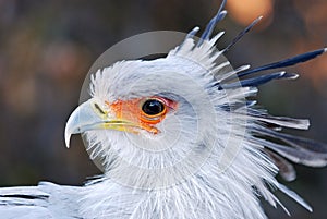 African Secretary Bird photo