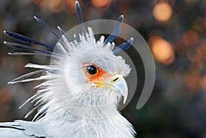 African Secretary Bird photo