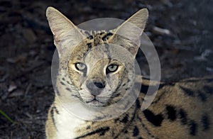 African Serval photo
