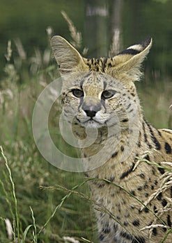 African Serval photo