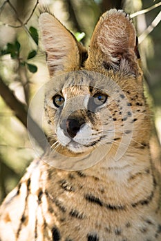 African serval