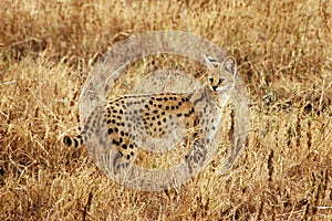 African Serval Cat