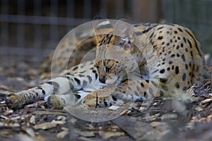 An African Serval Cat Behind the Cage