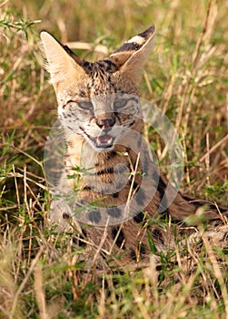 African Serval (Leptailurus serval) photo