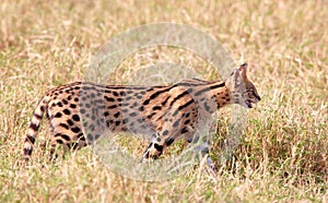 African Serval (Leptailurus serval) photo