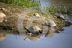 The African Shield Turtle (Pelomedusa subrufa) is a species of turtle.