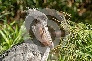 African Shoebill, Balaeniceps rex, also known as Whalehead or Shoe-billed Stork