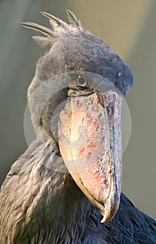 African shoebill bird