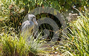 African Shoebill stork Balaeniceps rex