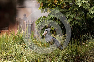 African Shoebill stork Balaeniceps rex