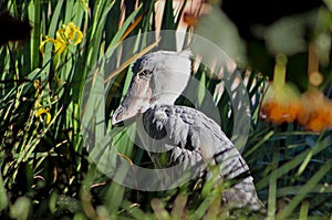 African shoebill, whale-headed stork, or shoe-billed stork