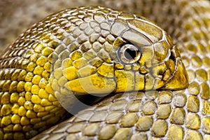 African Shovel-nosed Snake (Scaphiophis albopunctatus)