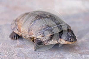 African Side-necked Turtle
